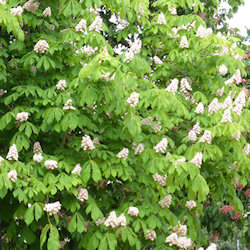 Horse chestnut tree in bloom