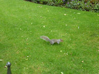 Hyde Park – squirrel